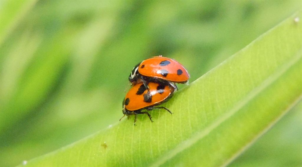 Aphis nerii e predatori al seguito